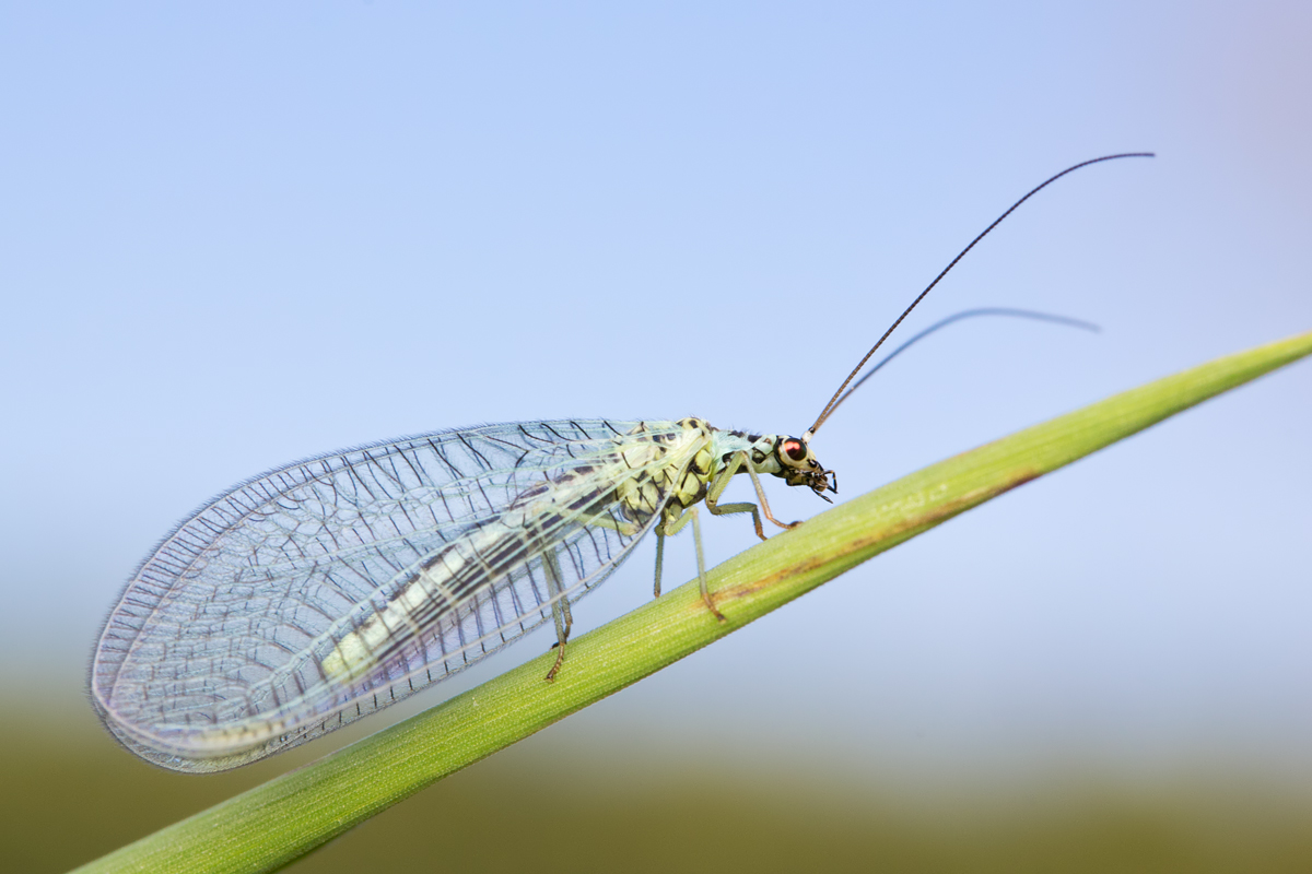 Lacewing - Chrysopa perla 2